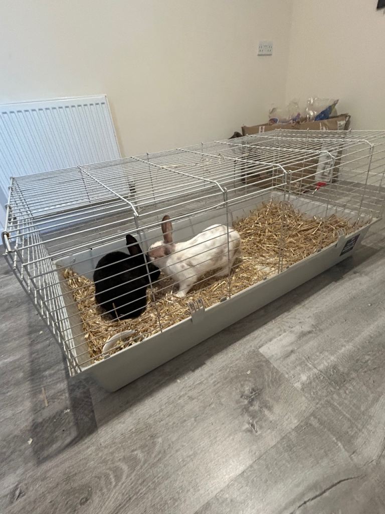 Large rabbits cage 