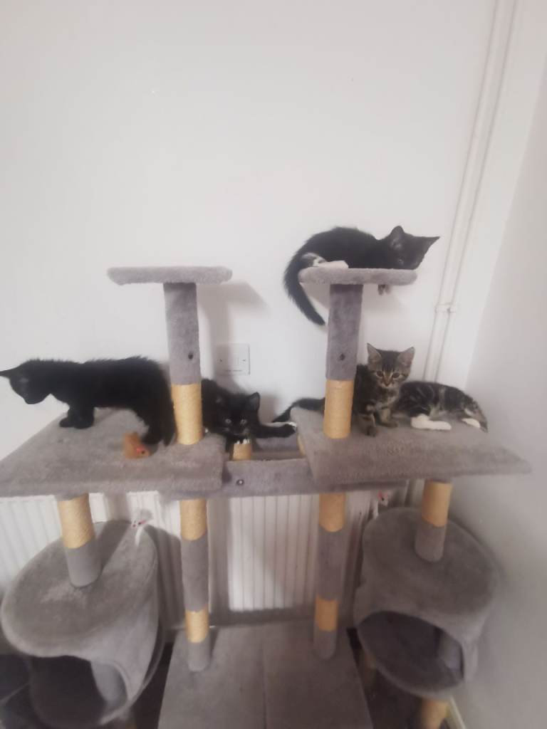 5 beautiful kittens! 