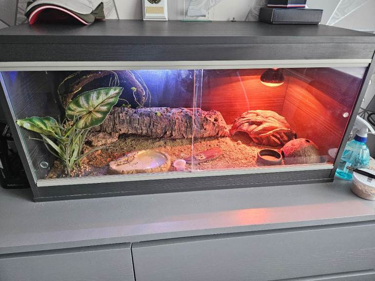 Male leopard gecko 