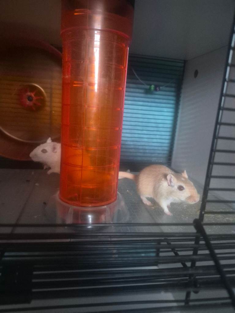 2 gerbils and full set up