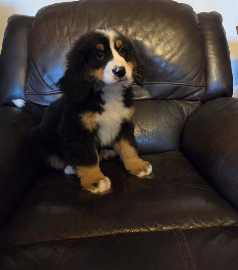 Beautiful Bernese Mountain Dog Puppies 