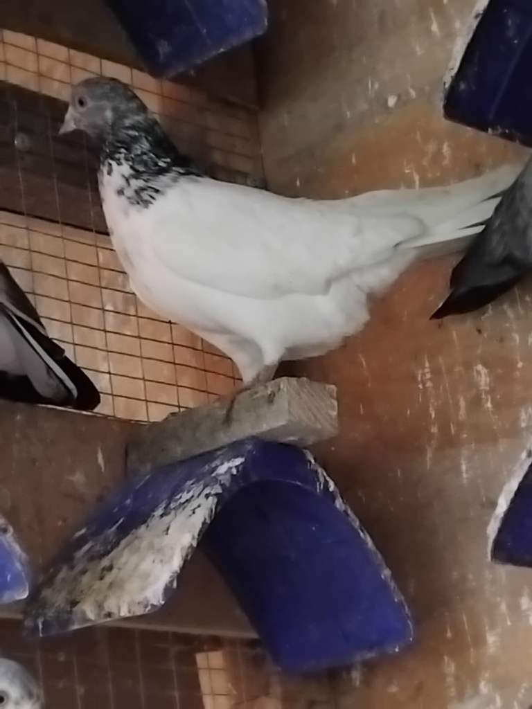 Pakistani Highflyer Pigeons