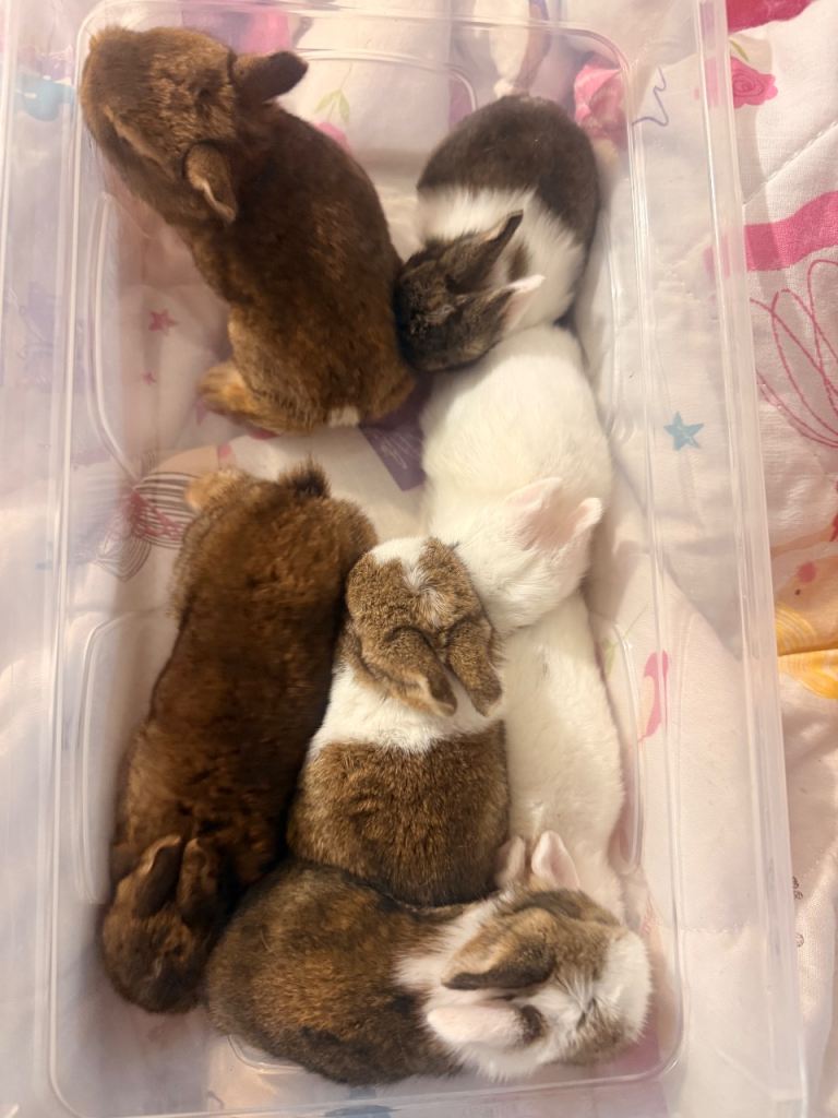 Bunnies for sale