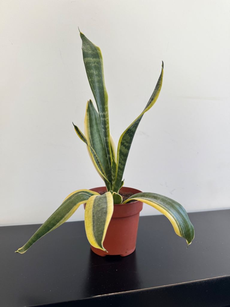 Small Snake Plant in Pot 