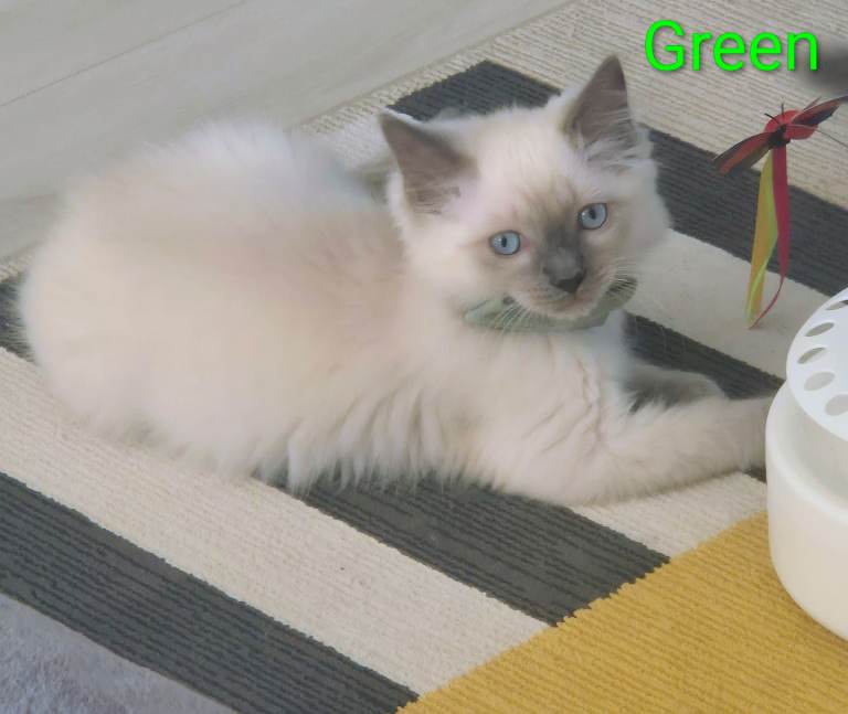 😻 Ragdoll Kitten Boy 😻 