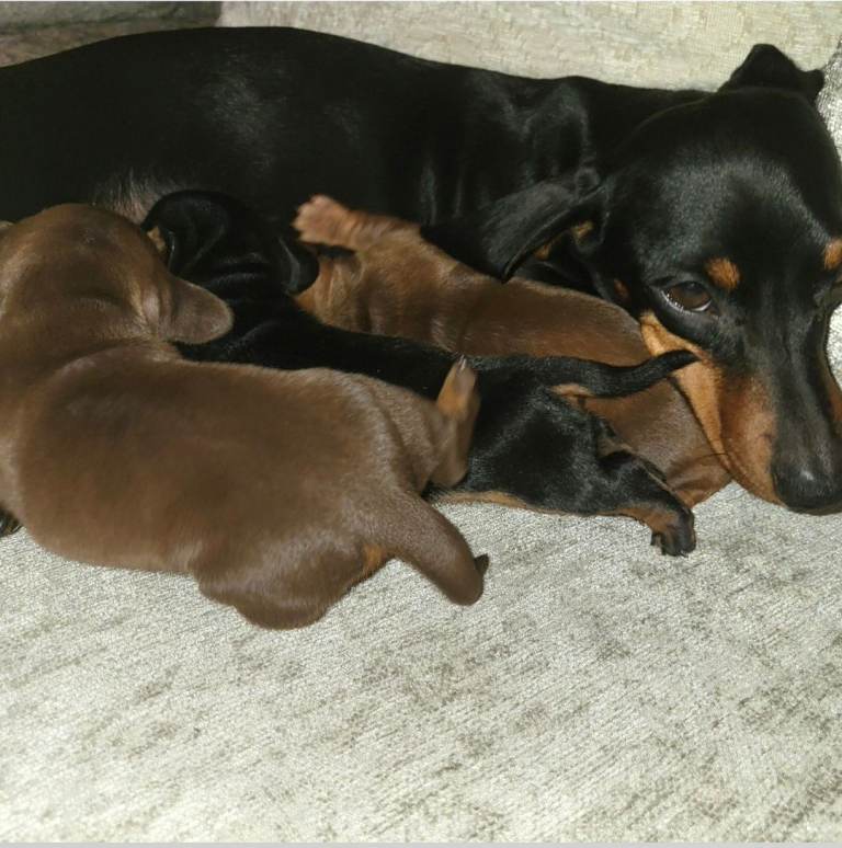 Miniature Dachshund Puppies