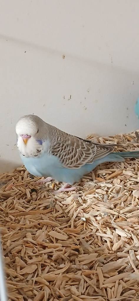 Baby budges and adults for sale
