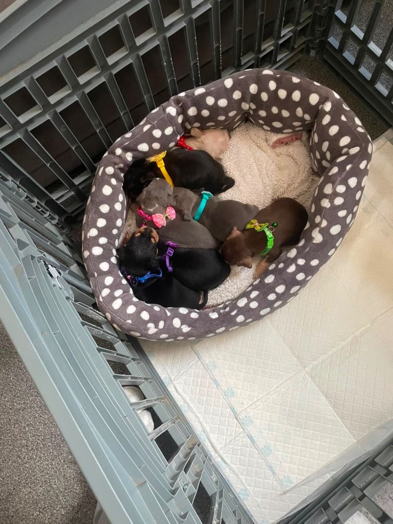 Pocket bulldog puppies