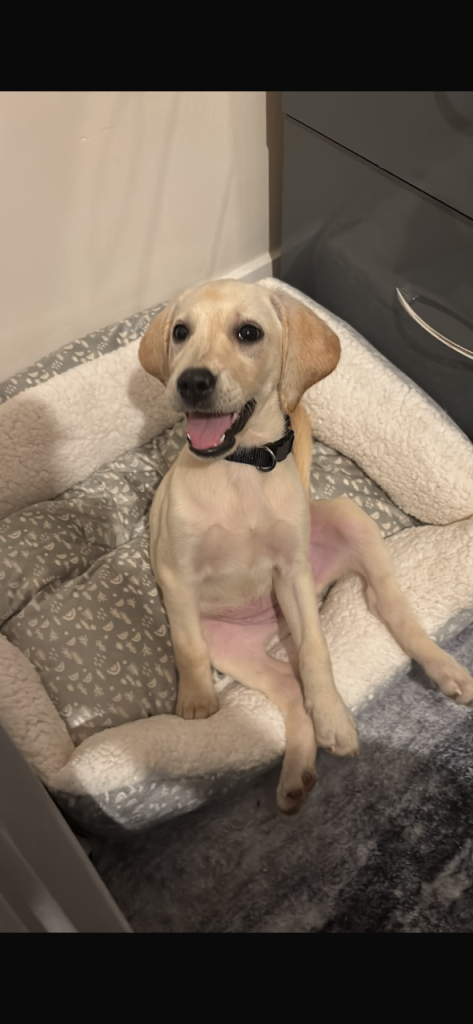 Labrador puppy 