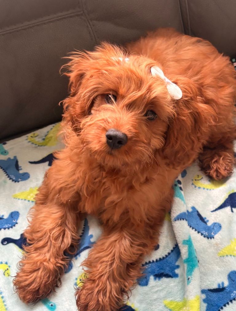 Beautiful 17-Week-Old Cavapoo Puppy – 5⭐ Home Only