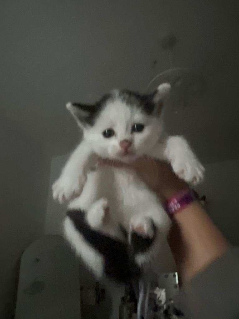 KITTENS NEED GOING ASAP X