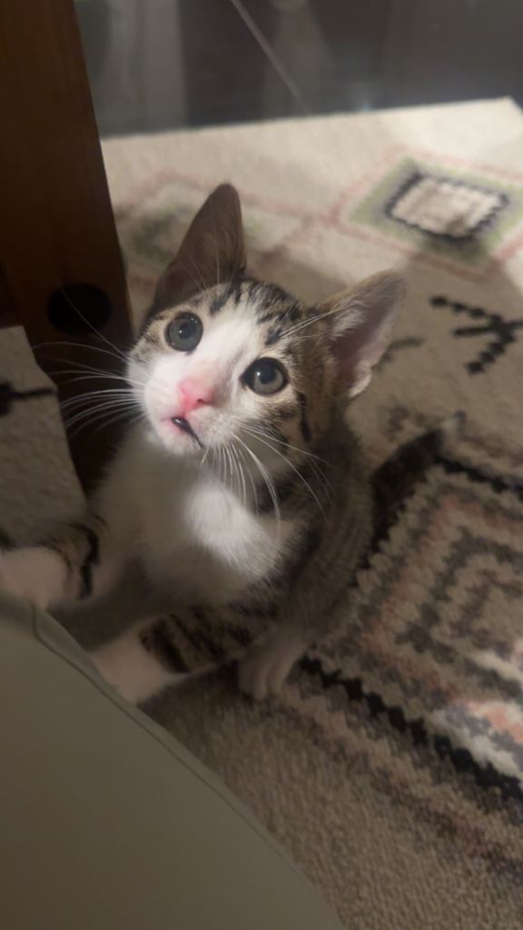 Bengal male mix kitten for sale 