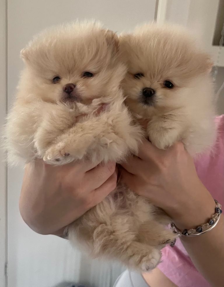 Teacup Pomeranian 
