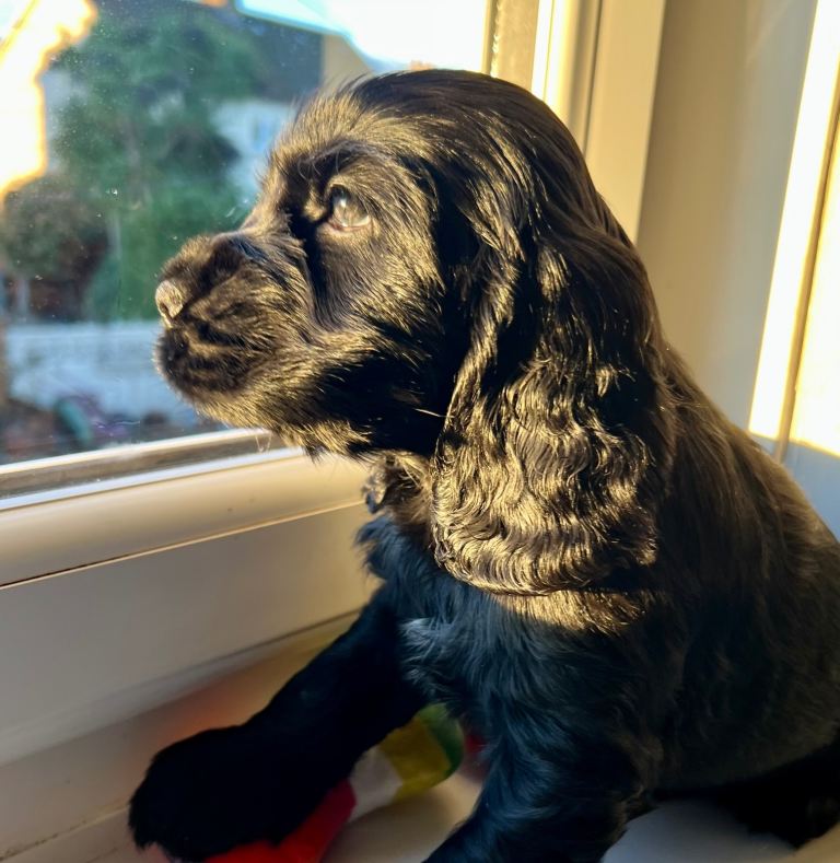 ✨ Show-Quality Cocker Spaniel Puppies – KC Registered ✨