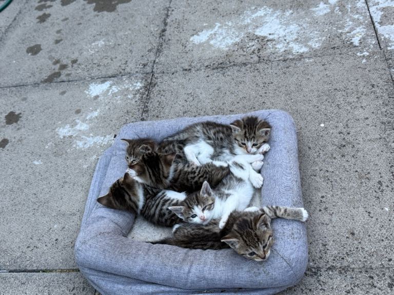 Kittens for sale 