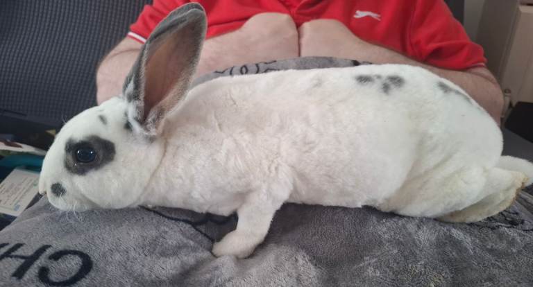 Rex x english spot baby rabbits 