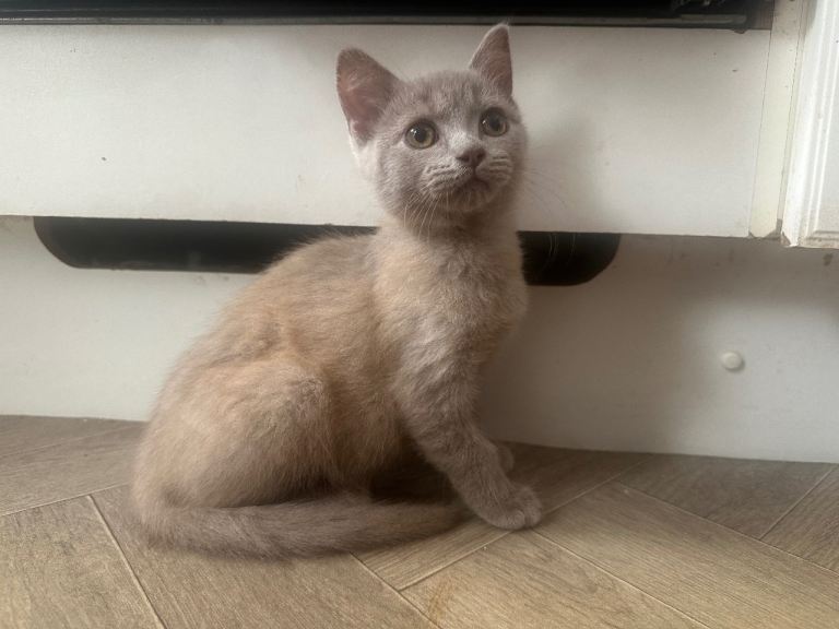 British shorthaired 