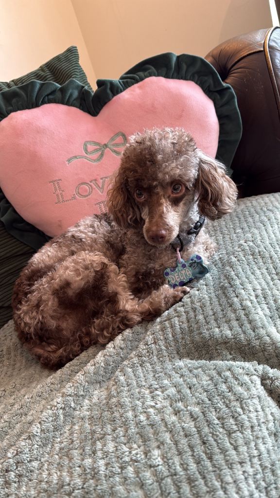 Chocolate phantom Merle Toy poodle girlie