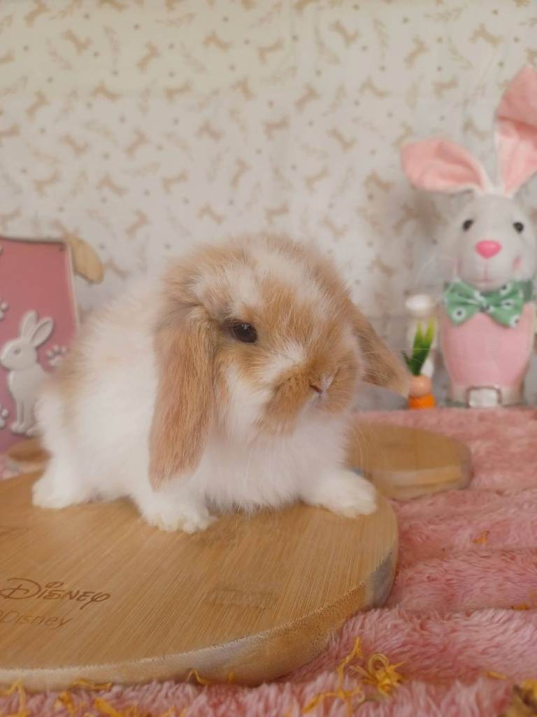 Mini Lops 