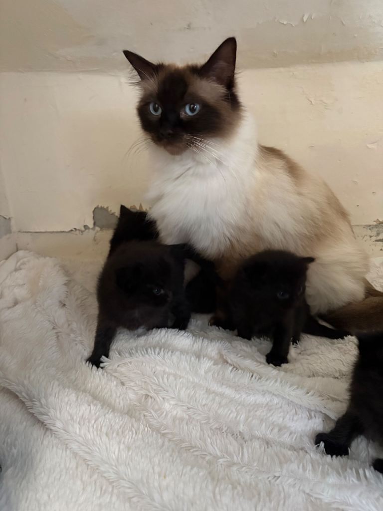 Kittens cross ragdoll 