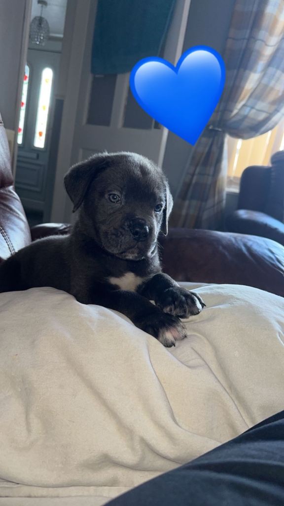 Cane corso puppies 💙❤️