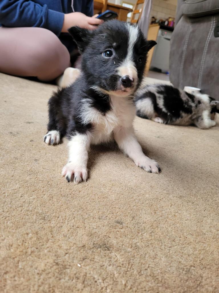 Collie Puppies