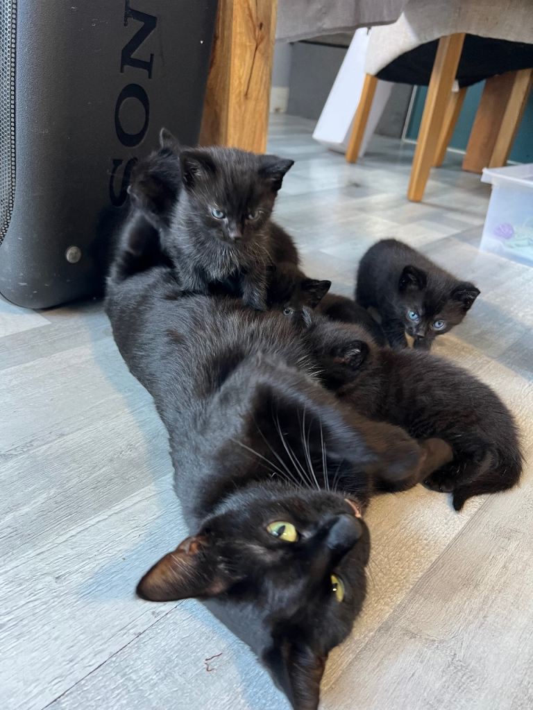 KITTENS 🐈‍⬛ 