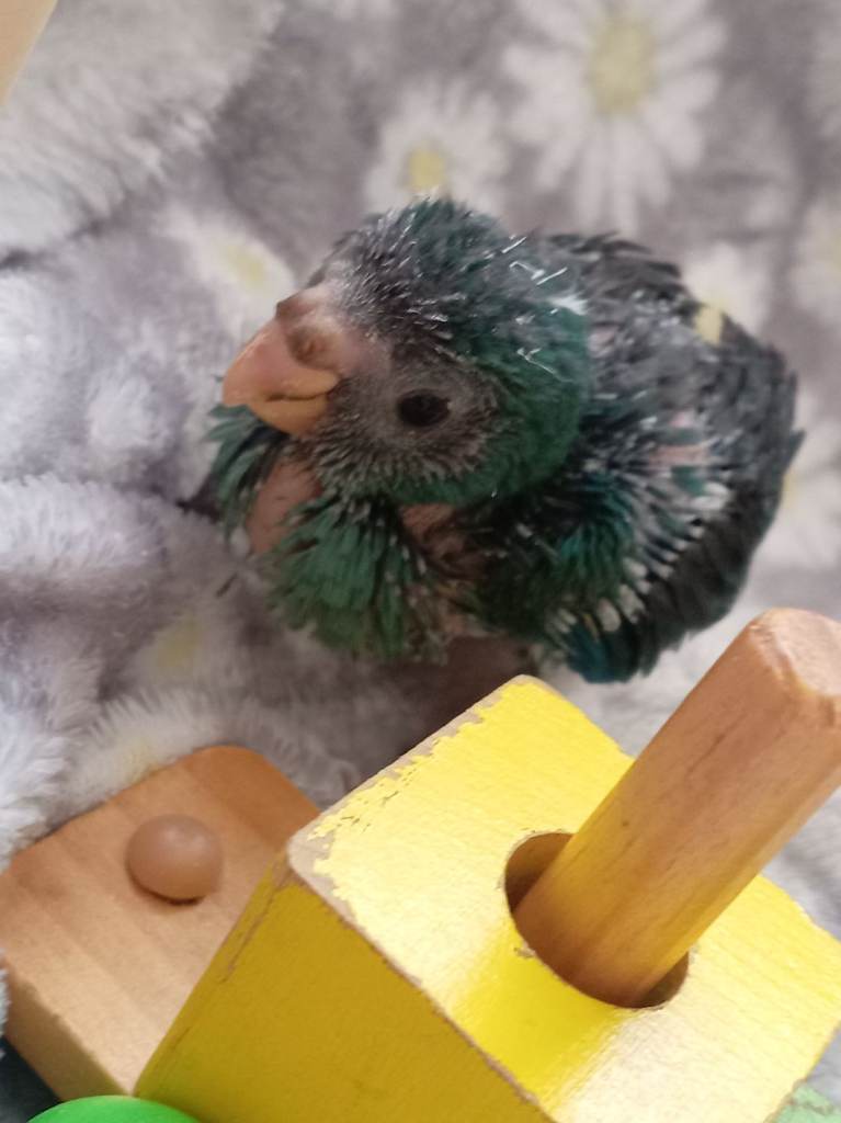 Beautiful cockatiels 