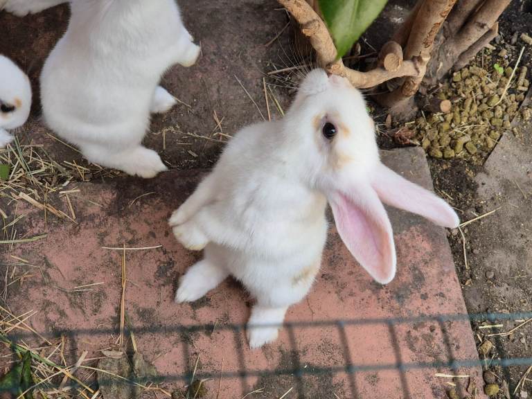 7 lovely mixed breed rabbits 