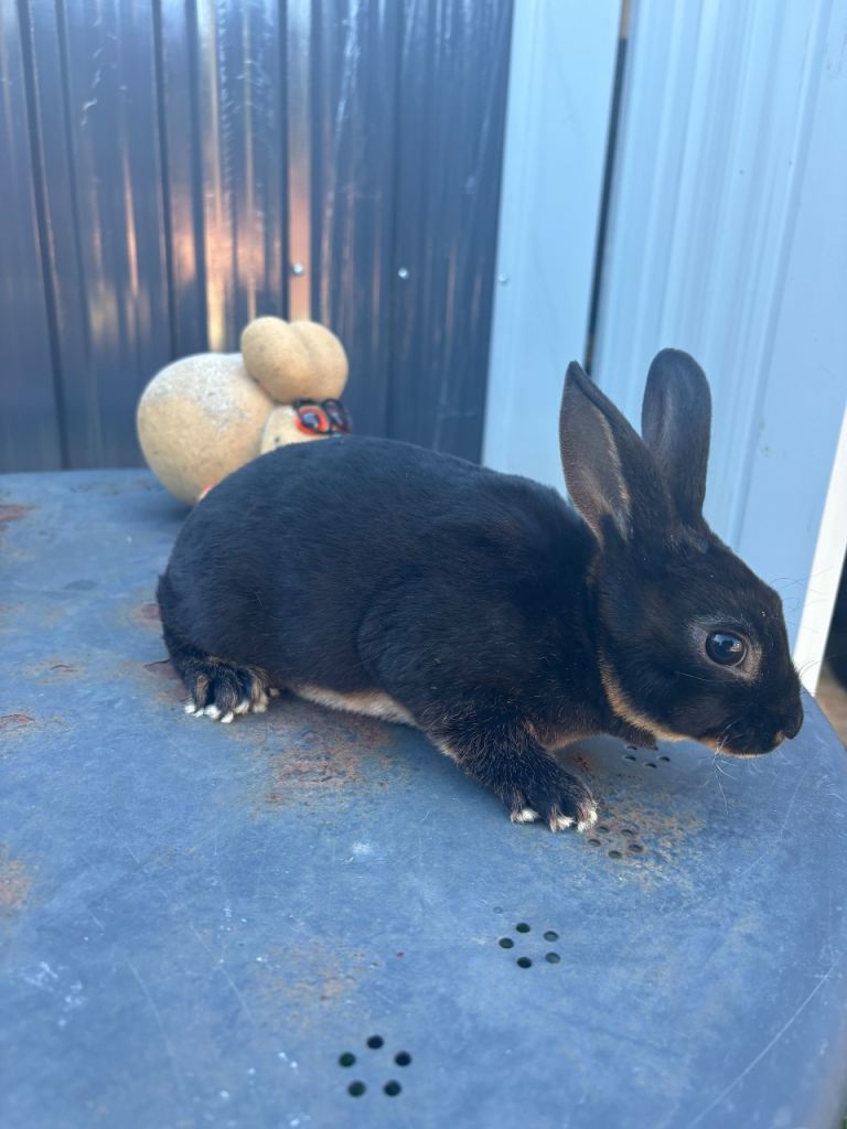 Mini Rex buck