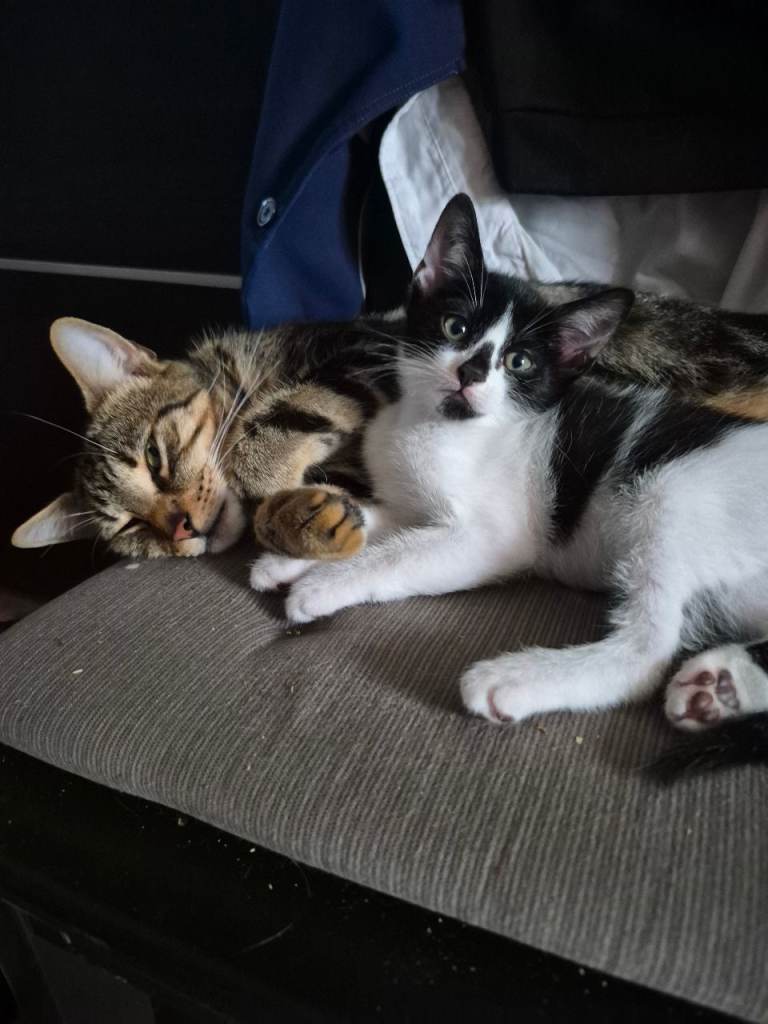 9 kittens 😸 