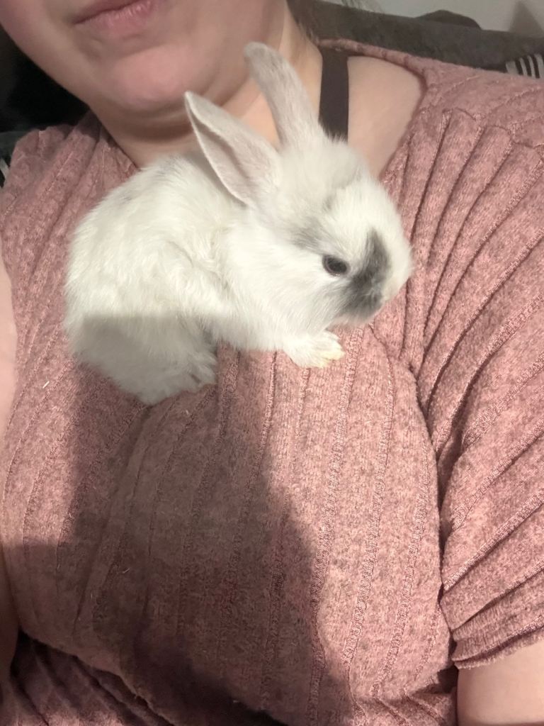 Baby mixed breed lion heads 