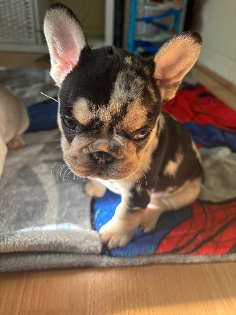 Frenchies for sale 