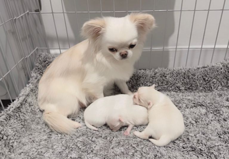 Stunning long coat chihuahua 