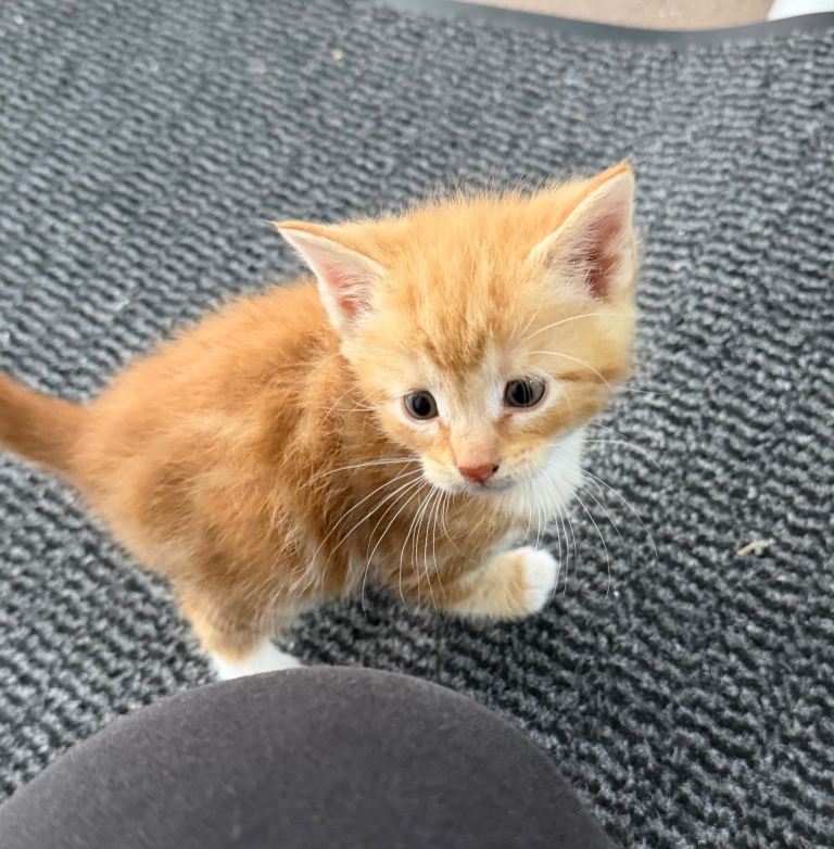 1 ginger and 3 tabby 
