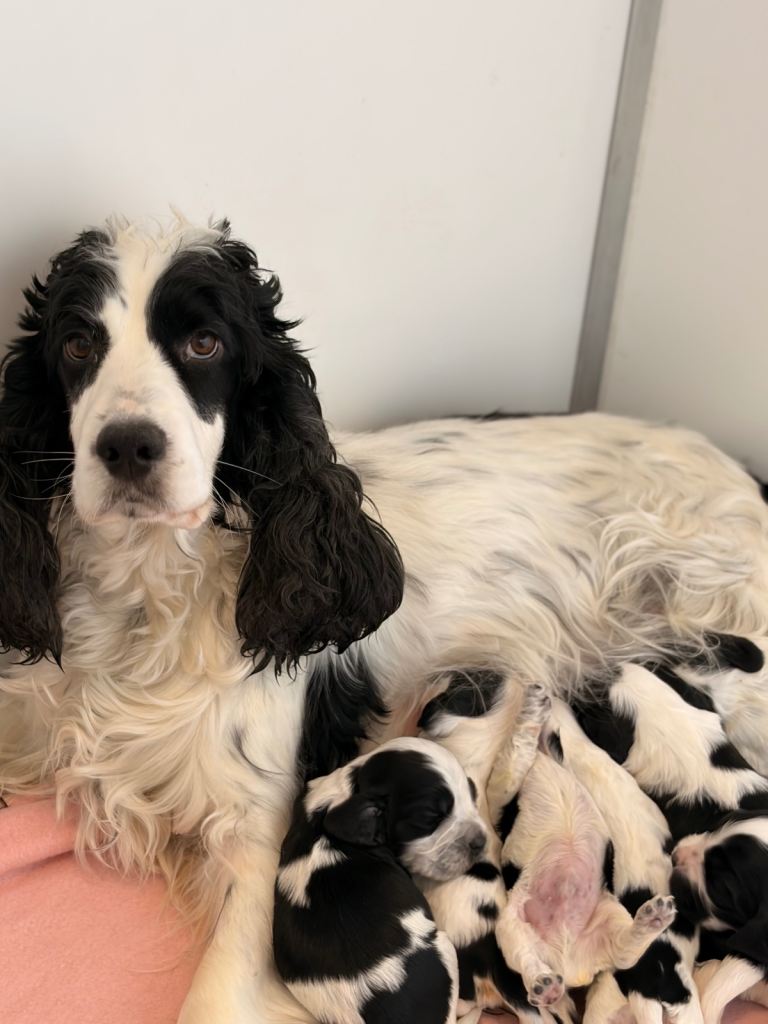 Lovely Cocker Spaniel Pups 