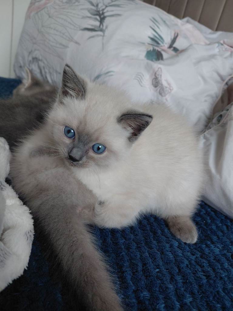 Ragdoll kittens 