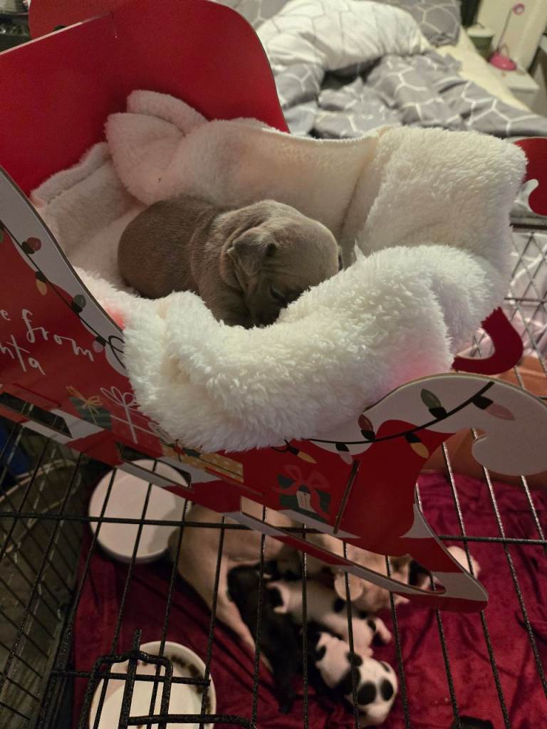 French bulldog pups for sale 
