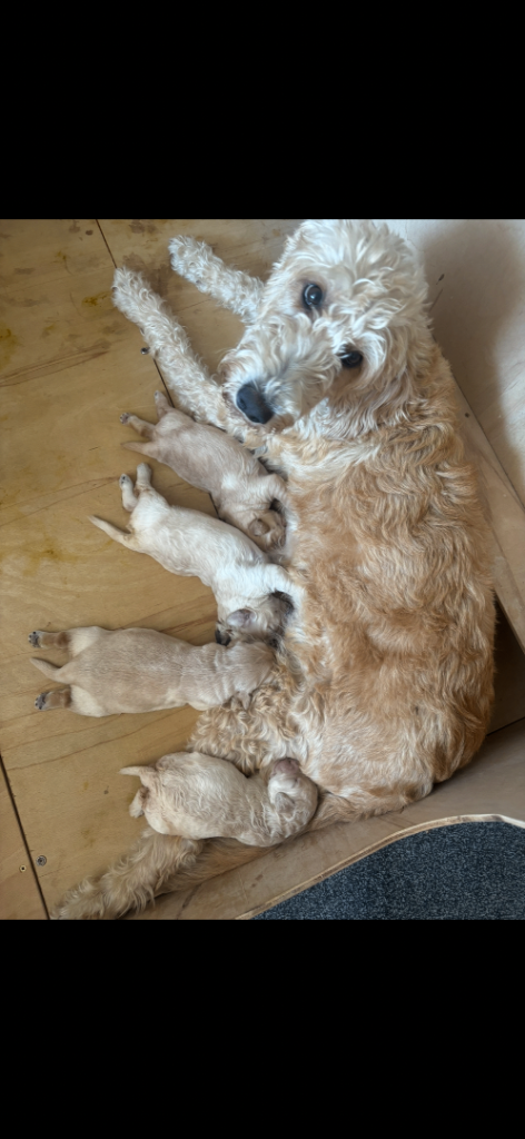 Stunning labradoodle puppies
