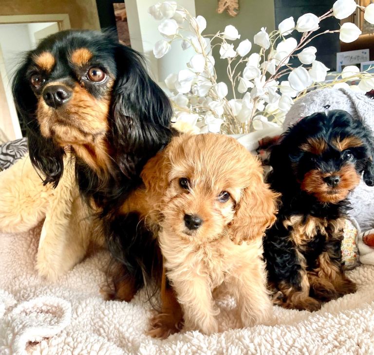 Cavapoo pups