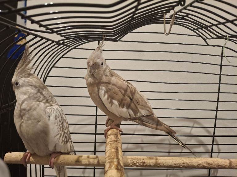 Cockatiels for sell