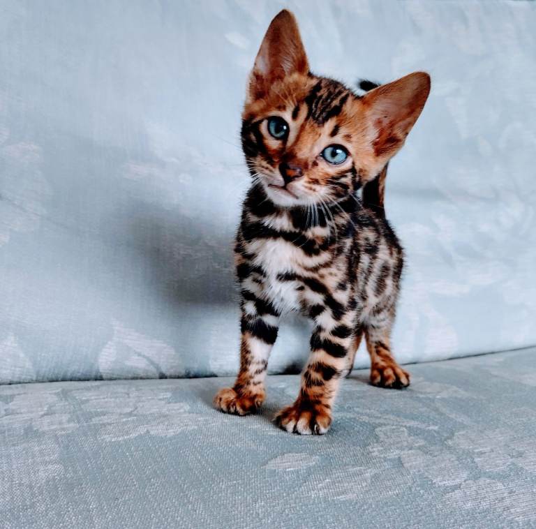 Kittens bengals