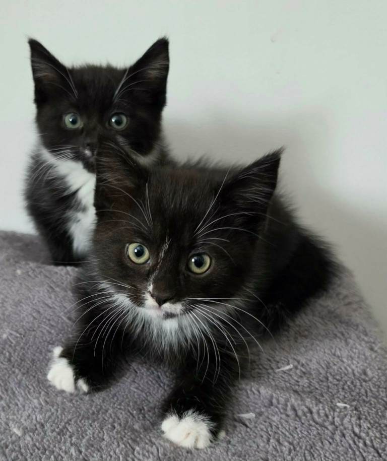 Beautiful Kittens Looking for Their Forever Homes