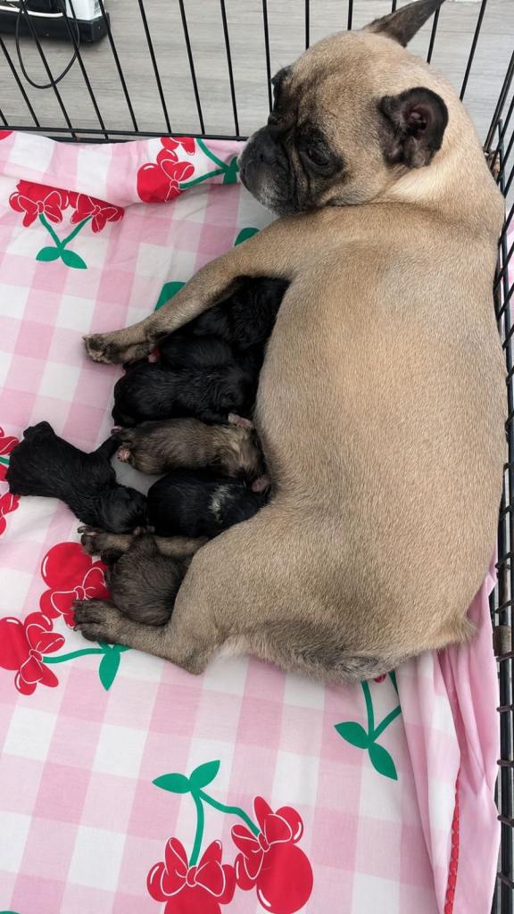 French bulldog x chug puppies