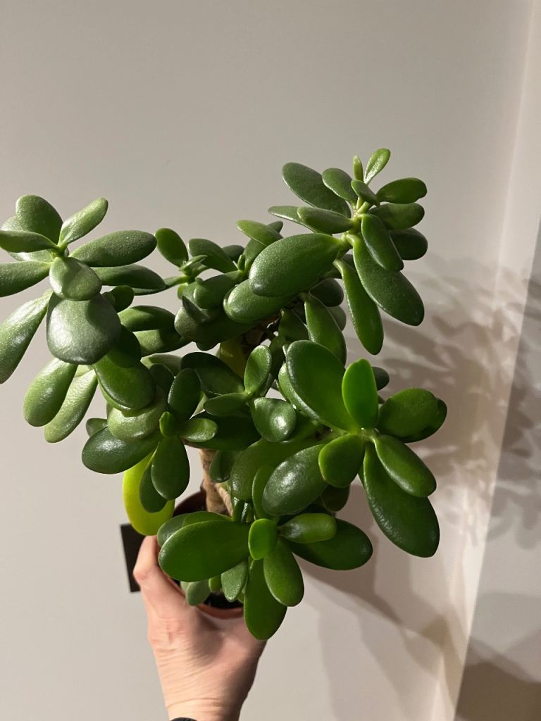 Money tree plant (A)