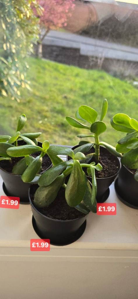 Small Jade plant - money plant-lucky plant- succulent