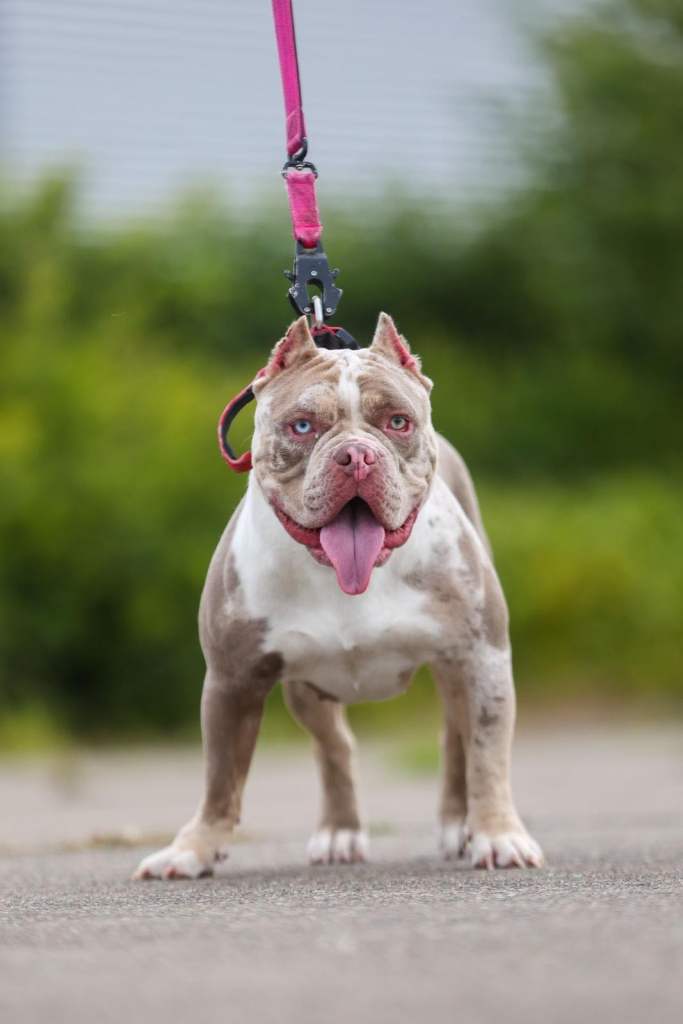 Female exotic pocket bully 