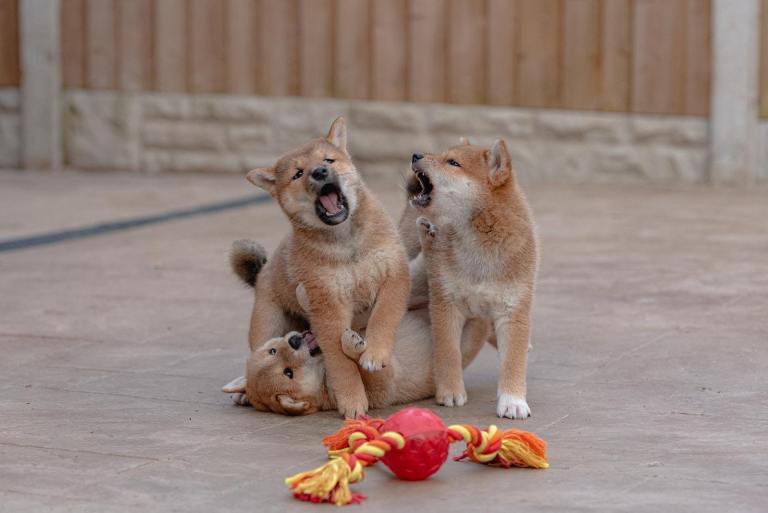 Beautiful Shiba Inu Puppies 🐾