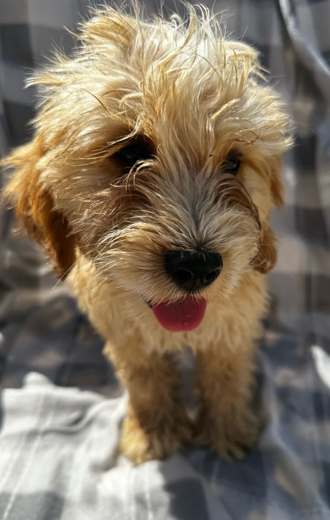 Cockerpoo puppies 