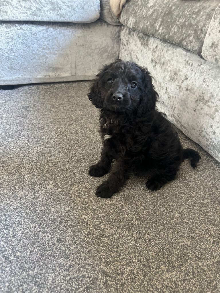 Adorable Cavapoo puppies just 1 black girl left !!